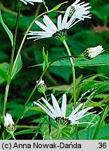 Leucanthemum waldsteinii