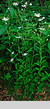 Leucanthemum waldsteinii