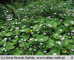 Leucanthemum waldsteinii (jastrun okrągłolistny)