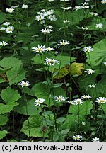 Leucanthemum waldsteinii (jastrun okrągłolistny)