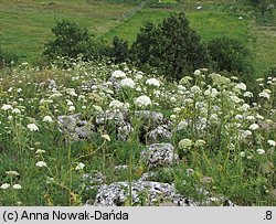 Libanotis pyrenaica (oleśnik górski)