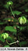 Lilium martagon (lilia złotogłów)