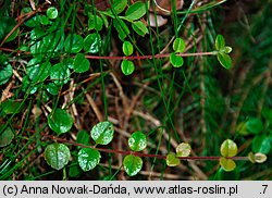 Linnaea borealis (zimoziół północny)