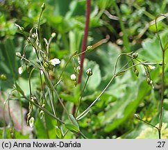 Linum catharticum (len przeczyszczający)