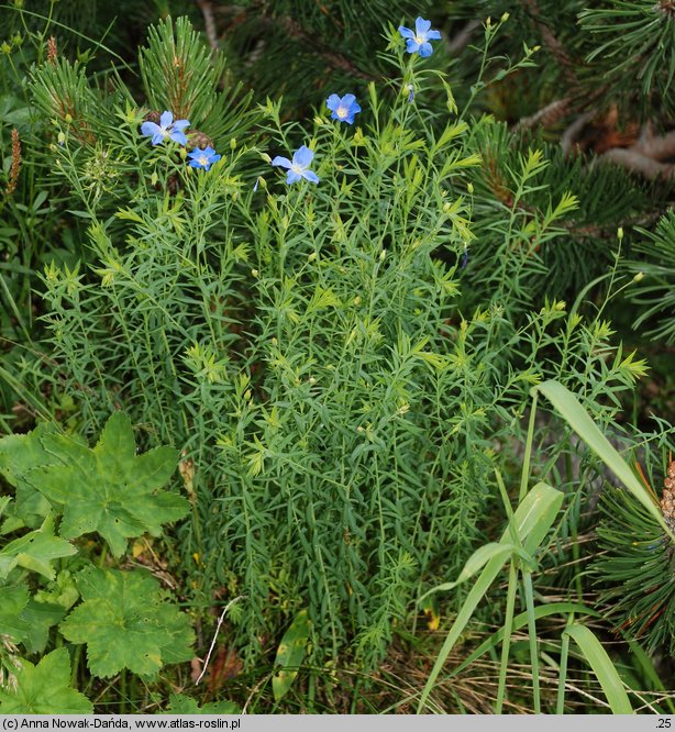 Linum extraaxillare (len karpacki)