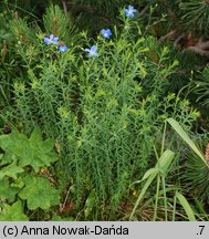 Linum extraaxillare (len karpacki)