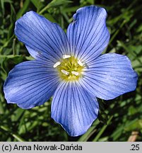 Linum extraaxillare (len karpacki)