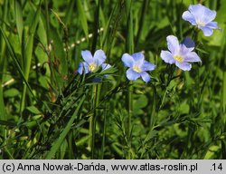 Linum extraaxillare (len karpacki)