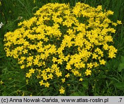 Linum flavum (len złocisty)