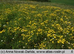 Linum flavum (len złocisty)