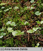 Listera cordata (listera sercowata)