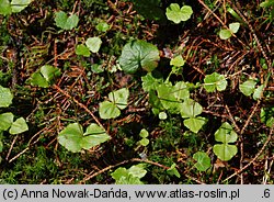 Listera cordata (listera sercowata)