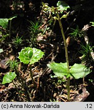 Listera cordata