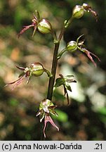 Listera cordata