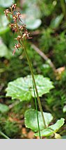 Listera cordata (listera sercowata)