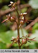 Listera cordata (listera sercowata)