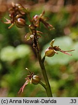 Listera cordata (listera sercowata)