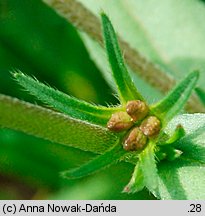 Lithospermum arvense