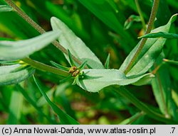 Lithospermum arvense