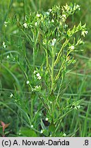 Lithospermum officinale (nawrot lekarski)