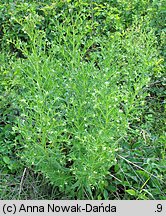 Lithospermum officinale (nawrot lekarski)