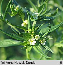 Lithospermum officinale (nawrot lekarski)