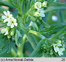 Lithospermum officinale (nawrot lekarski)