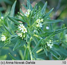 Lithospermum officinale (nawrot lekarski)