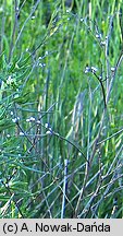 Lithospermum officinale (nawrot lekarski)