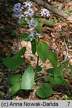 Lunaria rediviva (miesiącznica trwała)