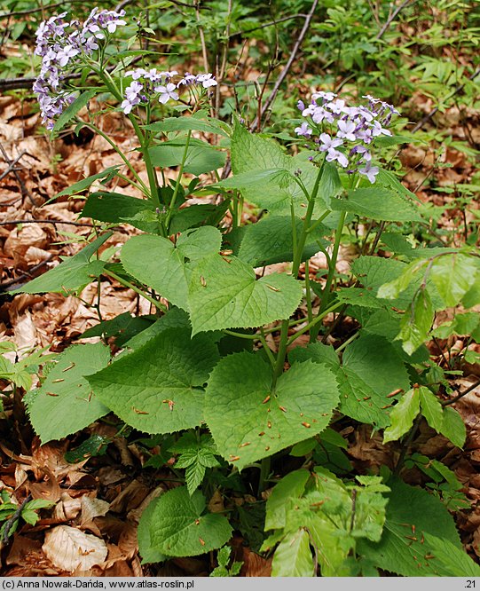 Lunaria rediviva (miesiącznica trwała)