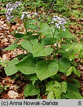 Lunaria rediviva (miesiącznica trwała)