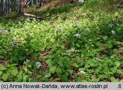 Lunaria rediviva (miesiącznica trwała)