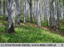 Lunaria rediviva (miesiącznica trwała)