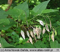 Lunaria rediviva (miesiącznica trwała)