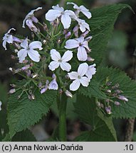 Lunaria rediviva (miesiącznica trwała)