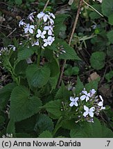 Lunaria rediviva (miesiącznica trwała)