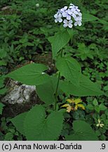 Lunaria rediviva (miesiącznica trwała)