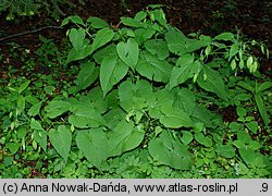 Lunaria rediviva (miesiącznica trwała)