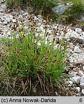 Luzula alpino-pilosa (kosmatka brunatna)