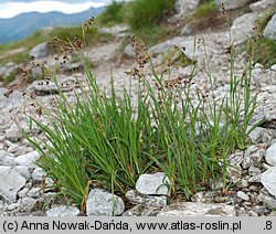 Luzula alpino-pilosa (kosmatka brunatna)