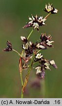 Luzula alpino-pilosa (kosmatka brunatna)