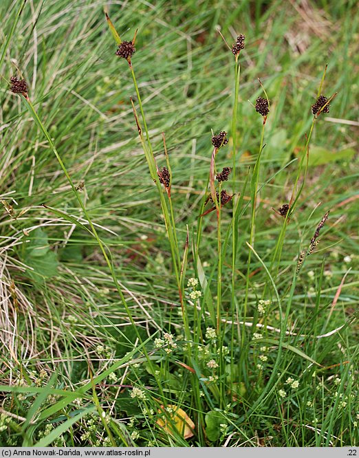 Luzula sudetica (kosmatka sudecka)