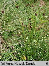 Luzula sudetica (kosmatka sudecka)