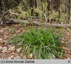 Luzula sylvatica (kosmatka olbrzymia)