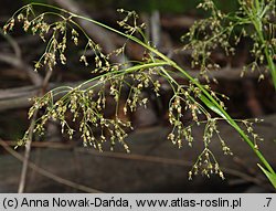 Luzula sylvatica (kosmatka olbrzymia)