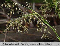 Luzula sylvatica (kosmatka olbrzymia)