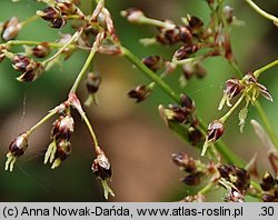 Luzula sylvatica (kosmatka olbrzymia)