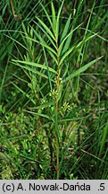 Lysimachia thyrsiflora (tojeść bukietowa)