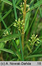 Lysimachia thyrsiflora (tojeść bukietowa)